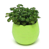Mini round Shaped Plastic Office Decor Succulents Flower Seed Planter Pot