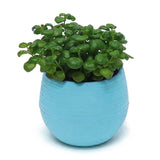 Mini round Shaped Plastic Office Decor Succulents Flower Seed Planter Pot