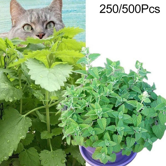 250/500Pcs Nepeta Cataria Seeds Catnip Herb Easy To Plant Catmint Garden Bonsai Decoration
