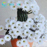Multifarious Ornamental Plant 100 Pcs / Lot Mixed Cactus Seeds For Indoor Plants Winter Kawaii Flower Seeds Fot Garden * Balcony