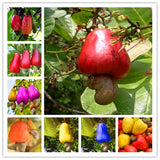 Garden Plant 5 PCS Cashew Tree Seeds, Anacardium Occidentale, Rare Tropical Plant Tree fruit Seeds