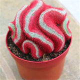 200 Pcs Rare Cactus Living Stones Flower Mix Lithops Succulent Bonsai Plants for Home Garden Decoration Supplies