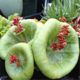 200 Pcs Rare Cactus Living Stones Flower Mix Lithops Succulent Bonsai Plants for Home Garden Decoration Supplies