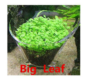 Aquarium Plant Seed Glossostigma Hemianthus Callitrichoides Easy Growing Aquarium Water Plant Grass Seed Fish Tank Lawn Decor